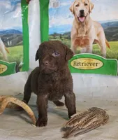 RFPF6, a female Chesapeake Bay Retriever for sale in Scottsville, KY – Photo 2 of 3