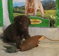 RFPF6, a female Chesapeake Bay Retriever for sale in Scottsville, KY – Photo 3 of 3