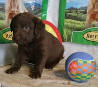 RFZM1, a male Chesapeake Bay Retriever for sale in Scottsville, KY – 5 of 5