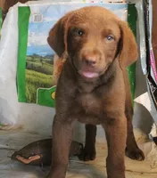 RFBF7, a female Chesapeake Bay Retriever for sale in Scottsville, KY – 1 of 4
