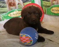 RFZF1, a female Chesapeake Bay Retriever for sale in Scottsville, KY – 9 of 9