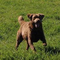 RFAF2, a female Chesapeake Bay Retriever for sale in Scottsville, KY – 4 of 5
