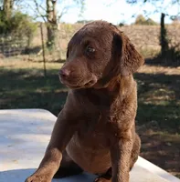RFAF3, a female Chesapeake Bay Retriever for sale in Scottsville, KY – 3 of 8