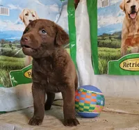 RFAF4, a female Chesapeake Bay Retriever for sale in Scottsville, KY – 2 of 5