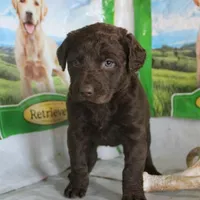 RFZF1, a female Chesapeake Bay Retriever for sale in Scottsville, KY – Photo 5 of 7