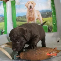 RFZF1, a female Chesapeake Bay Retriever for sale in Scottsville, KY – Photo 6 of 7