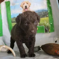 RFZF1, a female Chesapeake Bay Retriever for sale in Scottsville, KY – Photo 7 of 7