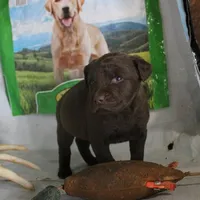 RFZF1, a female Chesapeake Bay Retriever for sale in Scottsville, KY – Photo 4 of 7