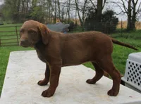 RFZF1, a female Chesapeake Bay Retriever for sale in Scottsville, KY – Photo 3 of 7