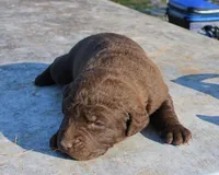 RFZF1, a male Chesapeake Bay Retriever for sale in Scottsville, KY – Photo 1 of 3