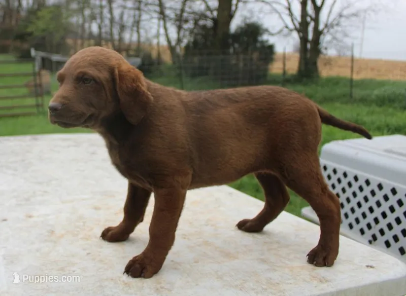 RFZF1 – Chesapeake Bay Retriever puppy for sale in Scottsville, KY