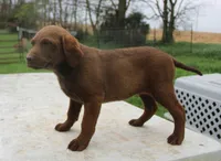 RFZF1, a female Chesapeake Bay Retriever for sale in Scottsville, KY – Photo 1 of 7