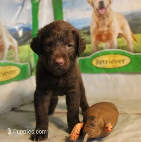 RFKF4 – Chesapeake Bay Retriever puppy for sale in Scottsville, KY