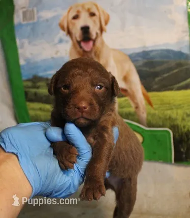 RFAM1 – Chesapeake Bay Retriever puppy for sale in Scottsville, KY