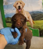 RFAM1, a male Chesapeake Bay Retriever for sale in Scottsville, KY – 1 of 3