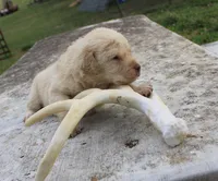 processed/3a884b3b-e035-4c31-9487-6dd4f369db1c/listing/c0fd5712-b5d4-4e62-9348-e722a49d3459/8ab650a2-66c2-4d99-aea8-633f0d1bf395