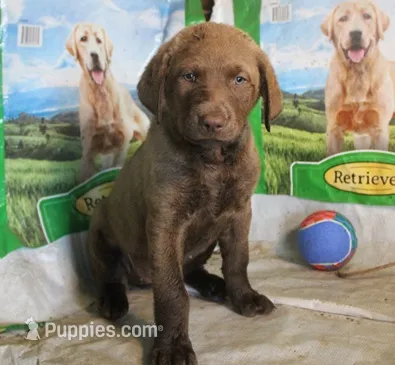 RFBF8 – Chesapeake Bay Retriever puppy for sale in Scottsville, KY