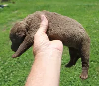 RFKF1, a female Chesapeake Bay Retriever for sale in Scottsville, KY – 2 of 4