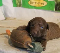 RFAF2, a female Chesapeake Bay Retriever for sale in Scottsville, KY – 3 of 4