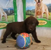 RFAF5, a female Chesapeake Bay Retriever for sale in Scottsville, KY – 2 of 4