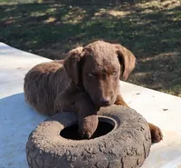 RFAF5, a female Chesapeake Bay Retriever for sale in Scottsville, KY – 7 of 7