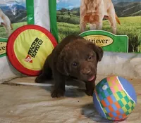 RFZM2, a male Chesapeake Bay Retriever for sale in Scottsville, KY – 7 of 10