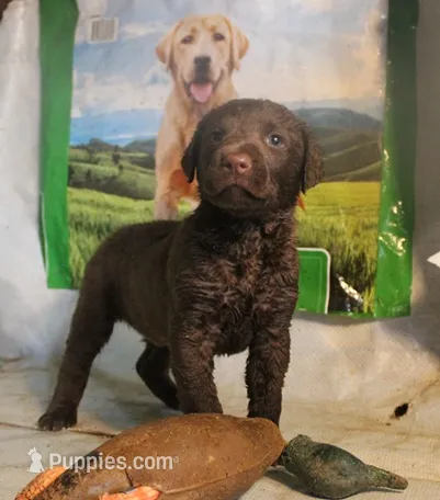 RFKF1 – Chesapeake Bay Retriever puppy for sale in Scottsville, KY