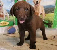 RFAM4, a male Chesapeake Bay Retriever for sale in Scottsville, KY – 4 of 5