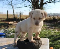 RFBF5, a female Chesapeake Bay Retriever for sale in Scottsville, KY – Photo 2 of 5