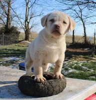 RFBF5, a female Chesapeake Bay Retriever for sale in Scottsville, KY – Photo 1 of 5