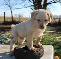 RFBF5, a female Chesapeake Bay Retriever for sale in Scottsville, KY – Photo 3 of 5