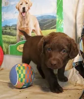 RFZF4, a female Chesapeake Bay Retriever for sale in Scottsville, KY – 3 of 6