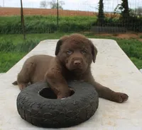 RFBM1, a male Chesapeake Bay Retriever for sale in Scottsville, KY – Photo 8 of 9