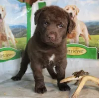 RFBM1, a male Chesapeake Bay Retriever for sale in Scottsville, KY – Photo 3 of 9