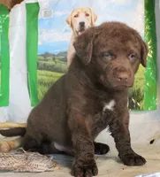 RFBM1, a male Chesapeake Bay Retriever for sale in Scottsville, KY – Photo 9 of 9
