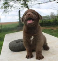 RFBM1, a male Chesapeake Bay Retriever for sale in Scottsville, KY – Photo 6 of 9