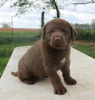 RFBM1, a male Chesapeake Bay Retriever for sale in Scottsville, KY – Photo 5 of 9