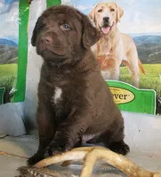 RFBM1, a male Chesapeake Bay Retriever for sale in Scottsville, KY – Photo 2 of 9