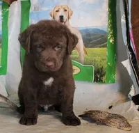 RFBM1, a male Chesapeake Bay Retriever for sale in Scottsville, KY – Photo 7 of 9
