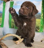RFBM1, a male Chesapeake Bay Retriever for sale in Scottsville, KY – Photo 4 of 9