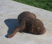 RFPM2, a male Chesapeake Bay Retriever for sale in Scottsville, KY – Photo 3 of 3