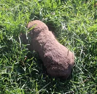 RFPM2, a male Chesapeake Bay Retriever for sale in Scottsville, KY – Photo 2 of 3