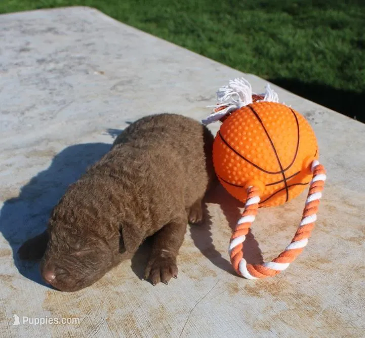 RFPM2 – Chesapeake Bay Retriever puppy for sale in Scottsville, KY
