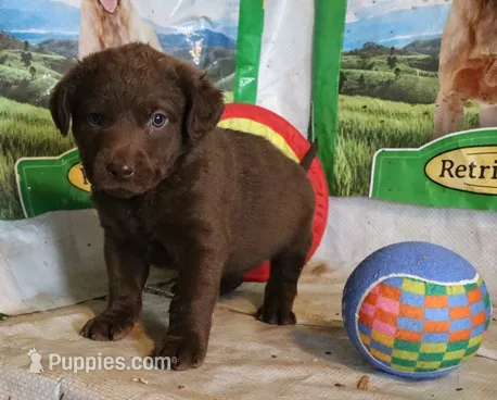 RFZM1 – Chesapeake Bay Retriever puppy for sale in Scottsville, KY