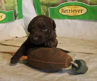 RFAF4, a female Chesapeake Bay Retriever for sale in Scottsville, KY – 3 of 4