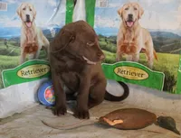 RFBM1, a male Chesapeake Bay Retriever for sale in Scottsville, KY – 3 of 5