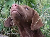 RFBF3, a female Chesapeake Bay Retriever for sale in Scottsville, KY – 2 of 8