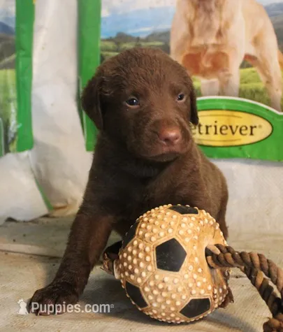 RFBM1 – Chesapeake Bay Retriever puppy for sale in Scottsville, KY