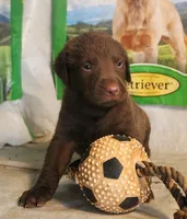 RFBM1, a male Chesapeake Bay Retriever for sale in Scottsville, KY – 1 of 1