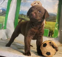 RFBF5, a female Chesapeake Bay Retriever for sale in Scottsville, KY – 2 of 2